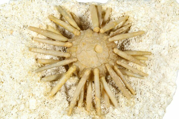 Cretaceous Fossil Urchin (Salenia) - Missour, Morocco #366921